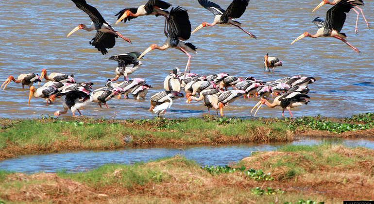 Kumana National Park 3- Hour Private Safari - Tissamaharama | FREETOUR.com